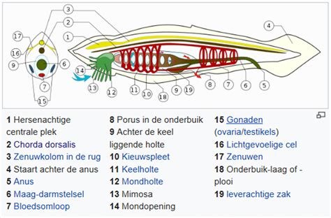 Bron: https://nl.wikipedia.org/wiki/Chorda_dorsalis (mei 2019)