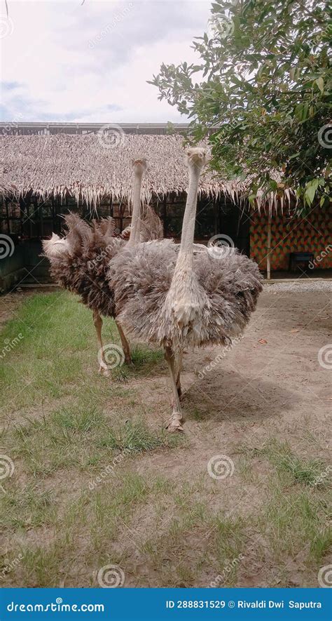 The Arabian Ostrich stock image. Image of spring, garden - 288831529