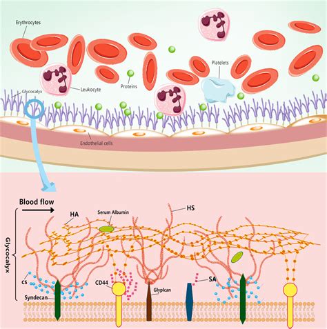 Endothelial glycocalyx as an important factor in composition of blood ...