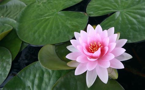 Water Lily wallpaper | 2560x1600 | #32412