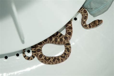 Snake in the Washing Machine! | While doing some laundry, Em… | Flickr