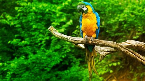 Parrot Wallpapers - Wallpaper Cave