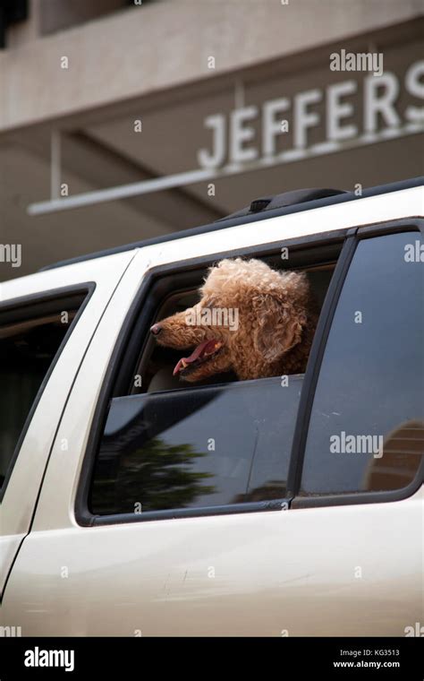 Brown poodle hi-res stock photography and images - Alamy