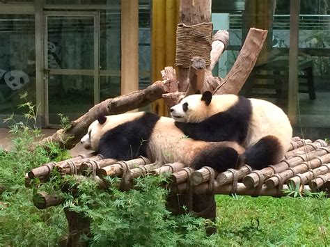 Our Adoption Journey: Day 13: Guangzhou Zoo