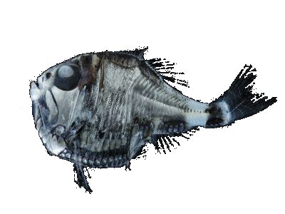 Hatchetfish | Creatures of the Deep Wiki | Fandom