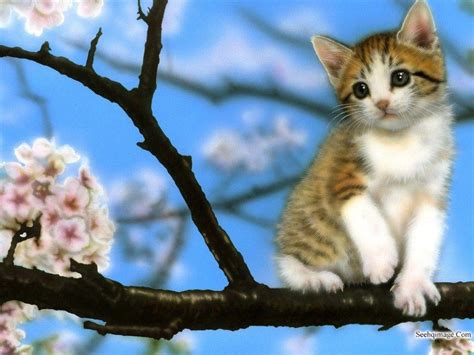 Baby Kitten Wallpapers - Wallpaper Cave