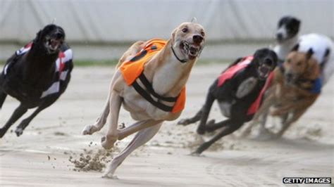 Is the end nigh for dog racing? - BBC News