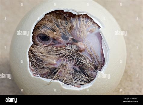 Ostrich (Struthio camelus) chick hatching from egg, Africa, captive Stock Photo - Alamy