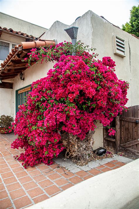 Walking Arizona: Bougainvillea