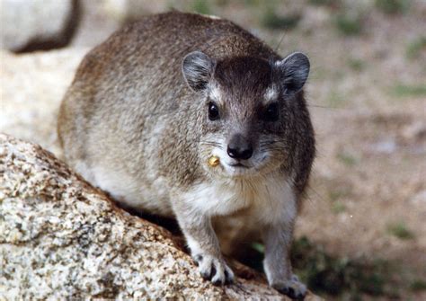 Hyrax Fact Sheet - C.S.W.D