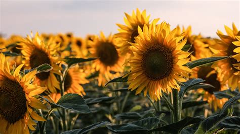 Sunflower Wallpaper 4k