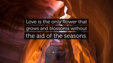 Khalil Gibran Quote: “Love is the only flower that grows and blossoms without the aid of the ...