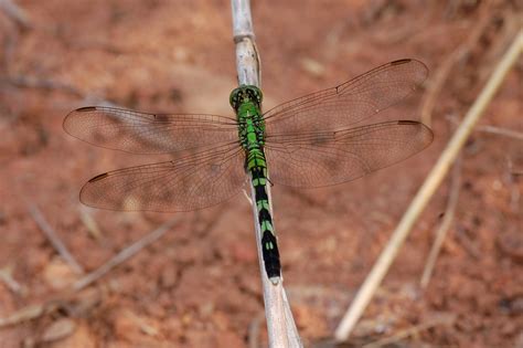 Family Libellulidae – ENT 425 – General Entomology