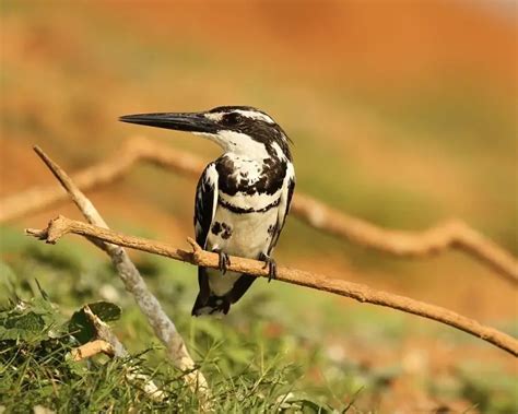 Pied Kingfisher - Facts, Diet, Habitat & Pictures on Animalia.bio