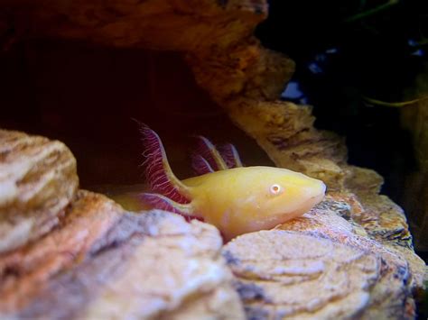 Axolotl Tank Mates: What Is Really Safe? - PetHelpful