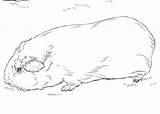 Guinea Pig Coloring Pages  Free Printable For Kids sketch template
