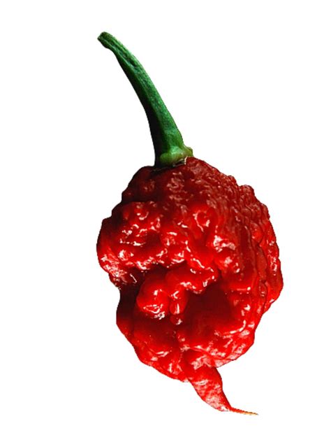 Carolina Reaper: The Hottest Chili on Earth | Spice and Life