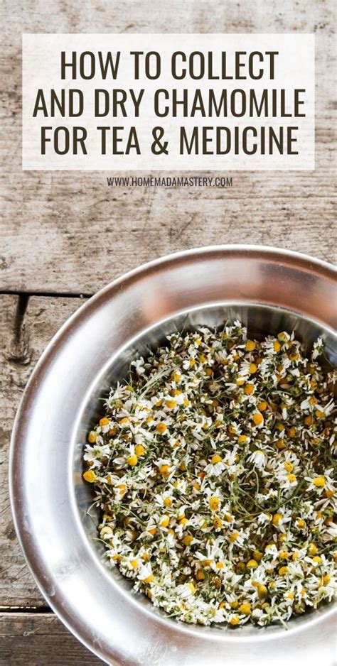 Chamomile Tea: A Natural Remedy For Pain Relief | Just Tea