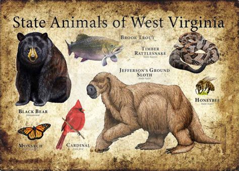 West Virginia State Animals Poster Print - inkart