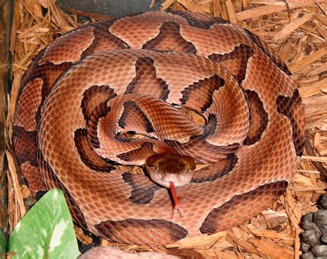 Venomous Snakes of North Carolina - Facts, Pictures and More