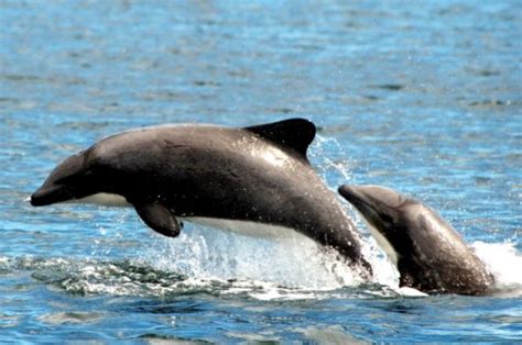 Chilean Dolphin – "OCEAN TREASURES" Memorial Library