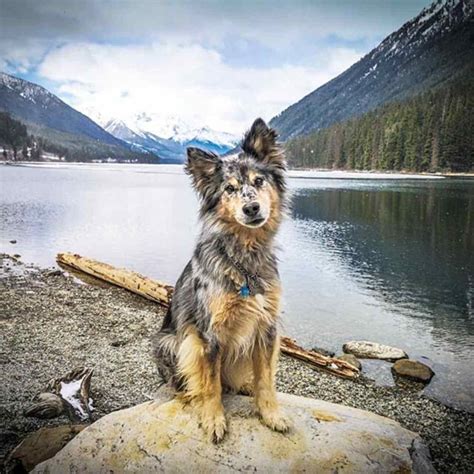 Australian Shepherd Blue Heeler Mix: Care, Diet & Training