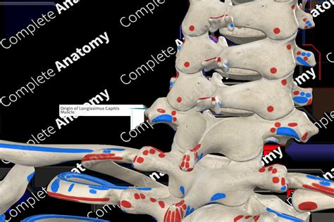 Origin of Longissimus Capitis Muscle | Complete Anatomy