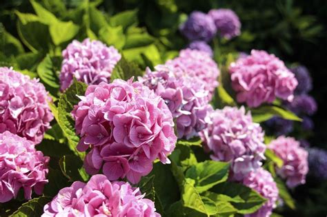 Nosy Neighbors? Plant Some Privacy With These Fast-Growing Shrubs | Fast growing shrubs, Growing ...