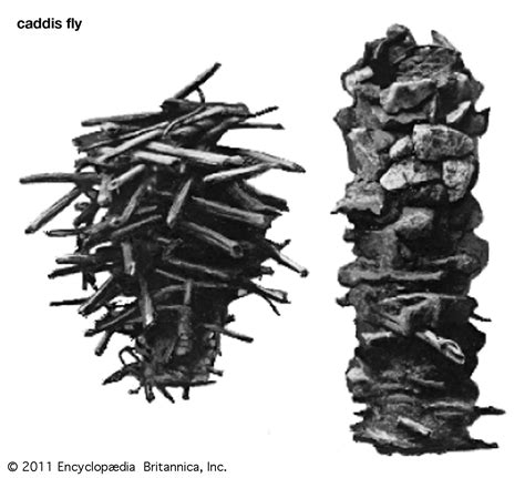 Caddisfly Life Cycle