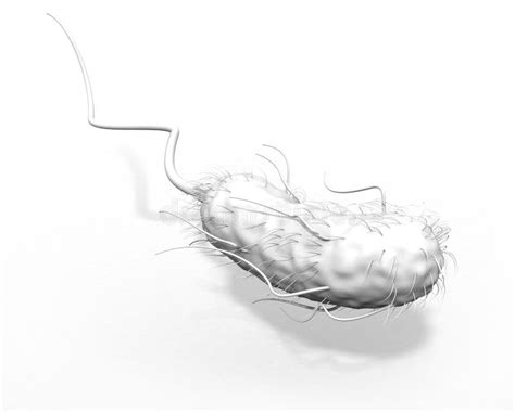 Escherichia Coli Bacteria E. Coli. Medically Accurate 3D Illustration, Labeled Stock ...