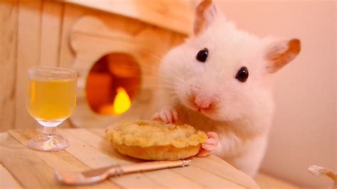 🐹 Hamster eats a pumpkin pie 🎃 - YouTube