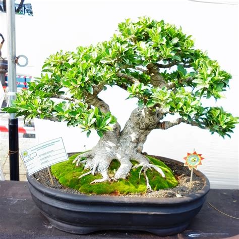 1001 Gambar Keren: Gambar Bonsai