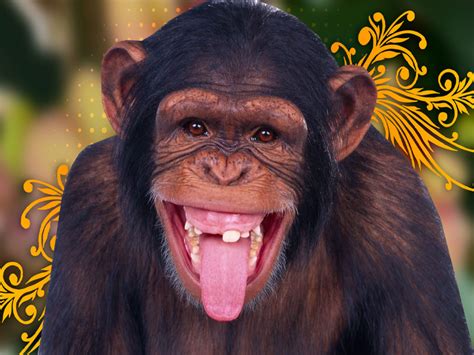 Monkey HD Wallpapers:Best Wallpapers HD | Backgrounds Wallpapers