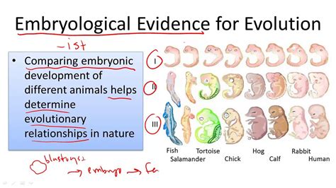 Embryological Evidence for Evolution - YouTube