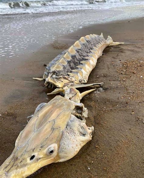 Endangered "Dinosaur Fish" Washes up in Virginia Beach | Chesapeake Bay ...