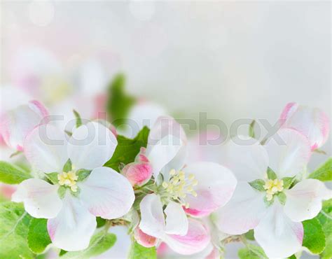 Apple tree blossom | Stock image | Colourbox