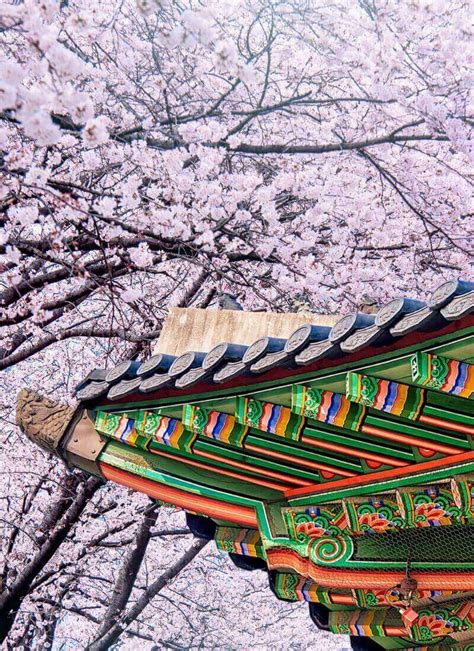 Where to See Cherry Blossoms in Seoul | Hoponworld