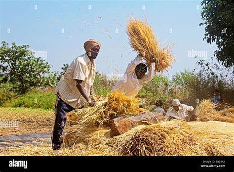 Harvesting paddy,Paddy Processing after Taken from Field, Threshing ...