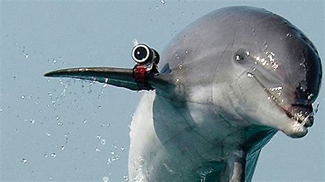 Ynetnews News - Double agent dolphin: Hamas catches 'Israeli spy' at sea