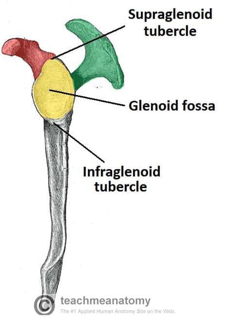 The Scapula - Surfaces - Fractures - Winging - TeachMeAnatomy