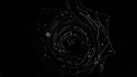 Black Roses 4K Wallpapers - Top Free Black Roses 4K Backgrounds ...