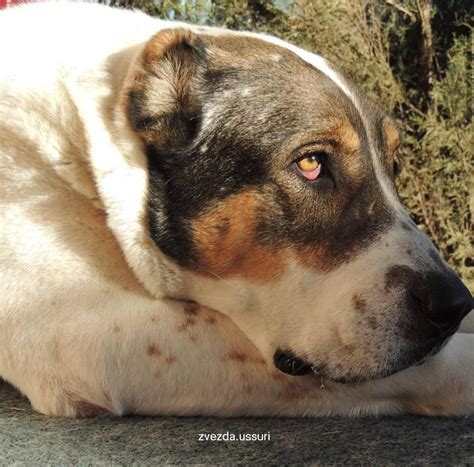 Pin by Helen Heater on Kangal/Alabai | Dog breeds, Dogs, Shepherd dog