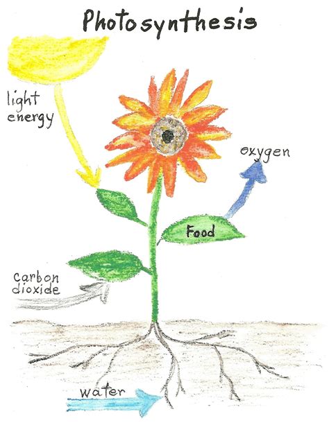 Plants make their own food thru the process of photosynthesis