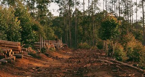 How does deforestation affect animals? | Environment Buddy