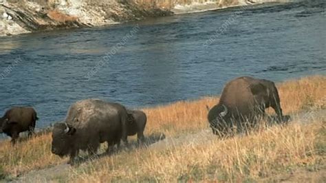 Herd of bison - Stock Video Clip - K003/1730 - Science Photo Library