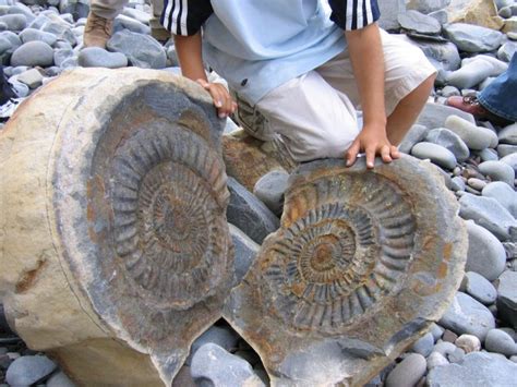 What is a fossil ammonite – Discovering Fossils