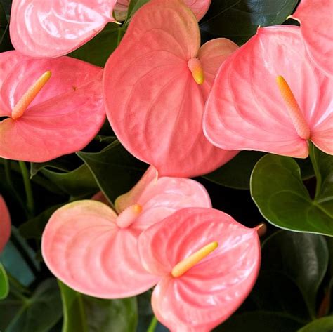 Pink Anthurium, mini - Florabundance Wholesale Flowers