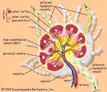 Lymph node | Function, Structure & Location | Britannica