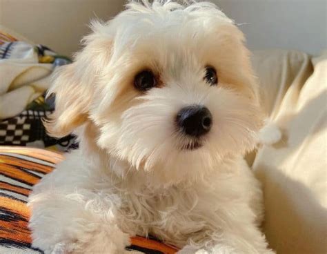 Yorkie Bichon: History, Facts, Personality, Temperament, & Care