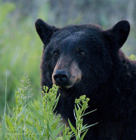 Black Bear Portrait by WildlingPhoto | Kevin Seawright's WordPress Blog